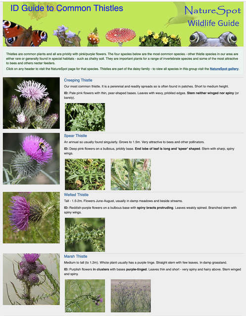 Thistles Guide