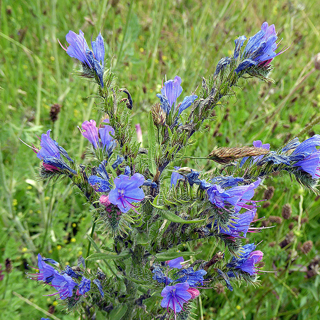 Viper's-bugloss