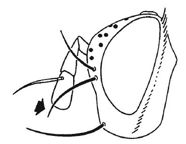 Voria