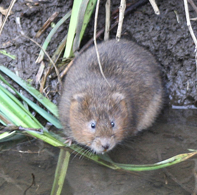 Water Vole