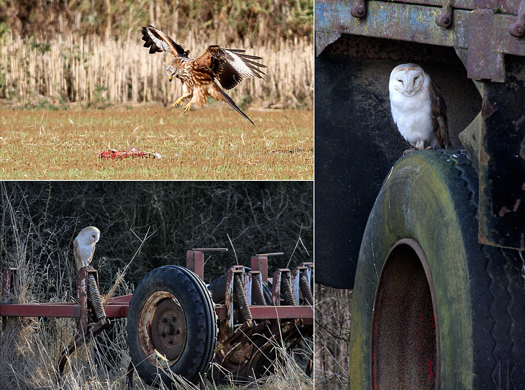 Wildlife Recording