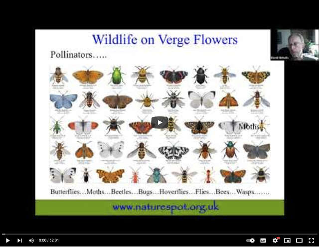 Wildlife on Verges
