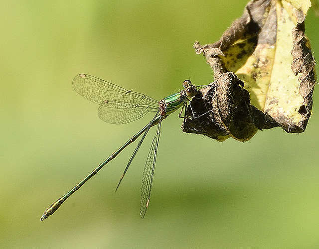 Willow Emerald Damselfly