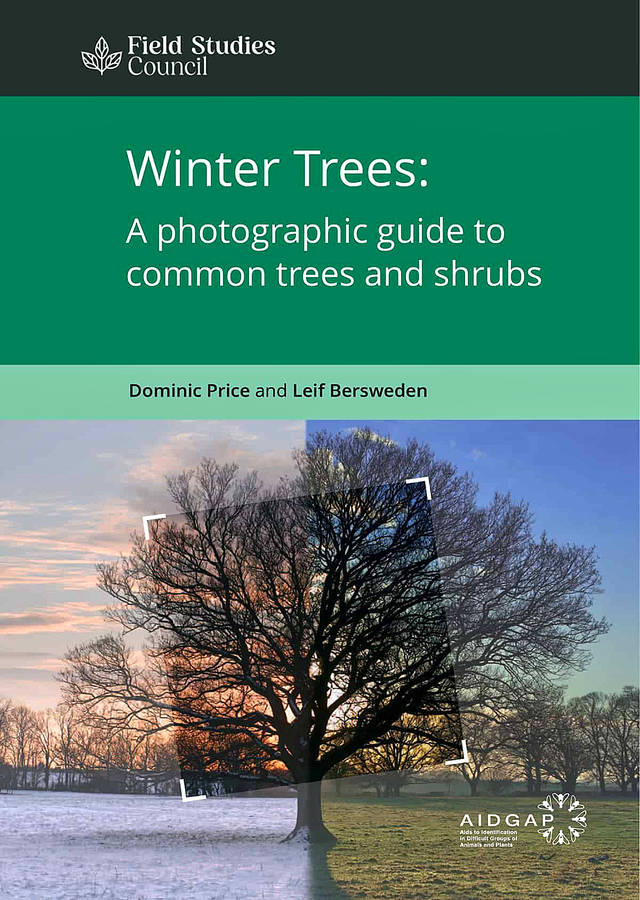 Winter Trees
