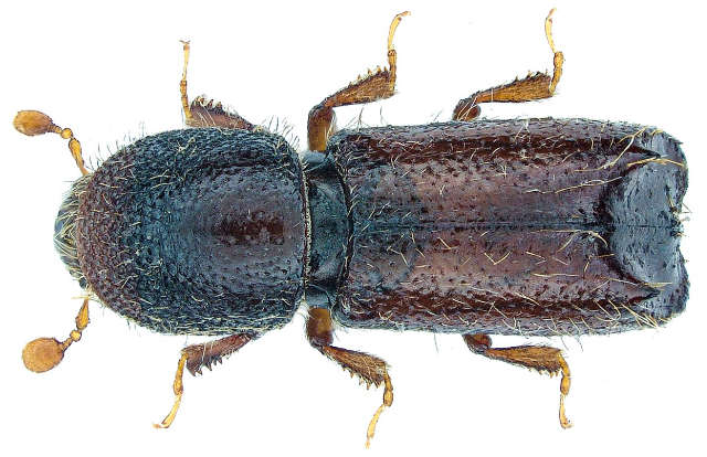 Xylocleptes bispinus