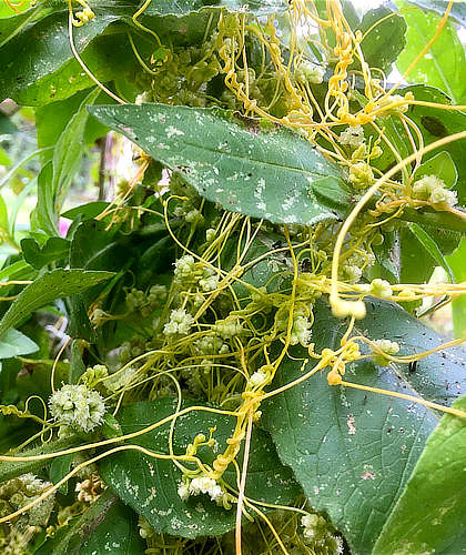 Yellow Dodder