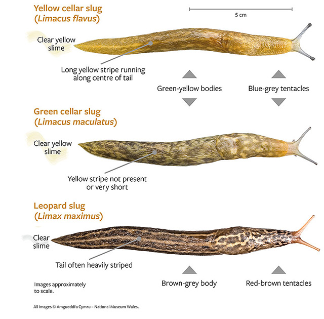 Yellow Slugs
