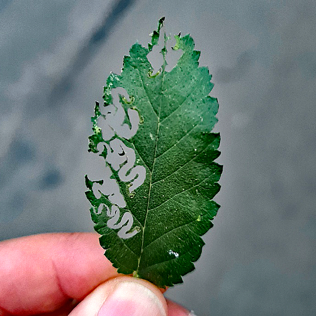 Zig-Zag Elm Sawfly