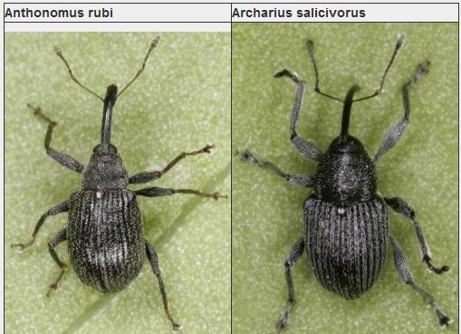 ID image