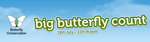 big butterfly count