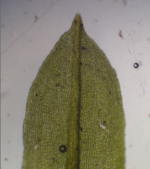 leaf