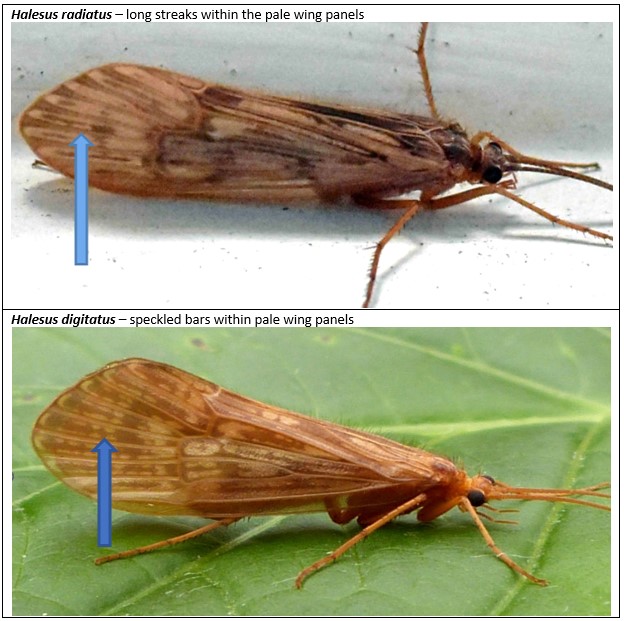 Halesus