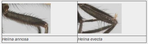 helina