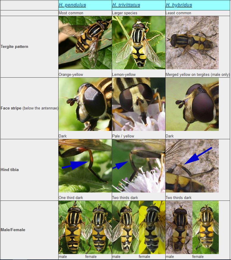 Helophilis ID