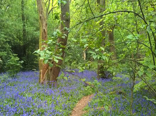 Holly Hayes Wood
