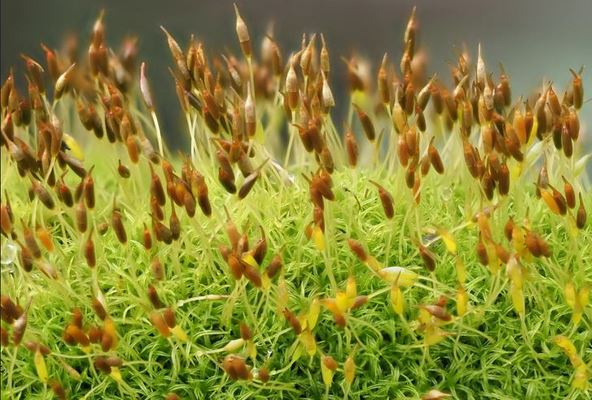 moss