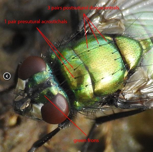 ID features