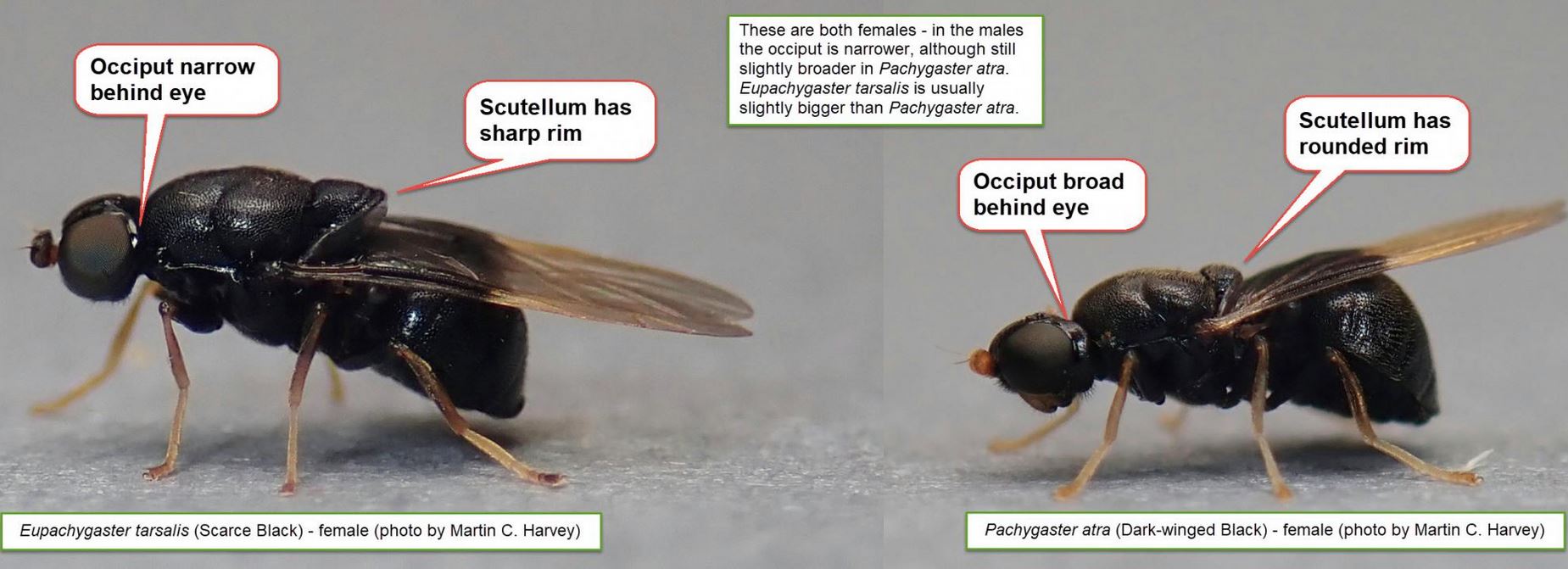 Pachygaster ID