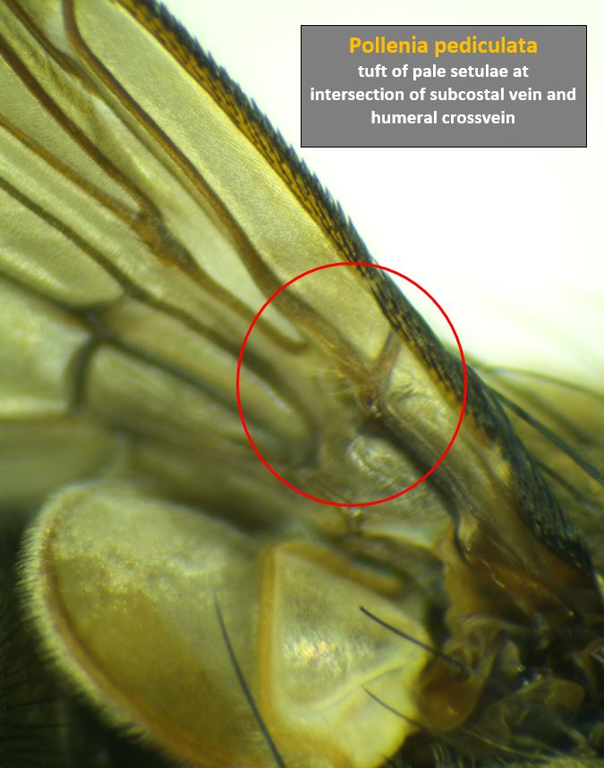 pollenia