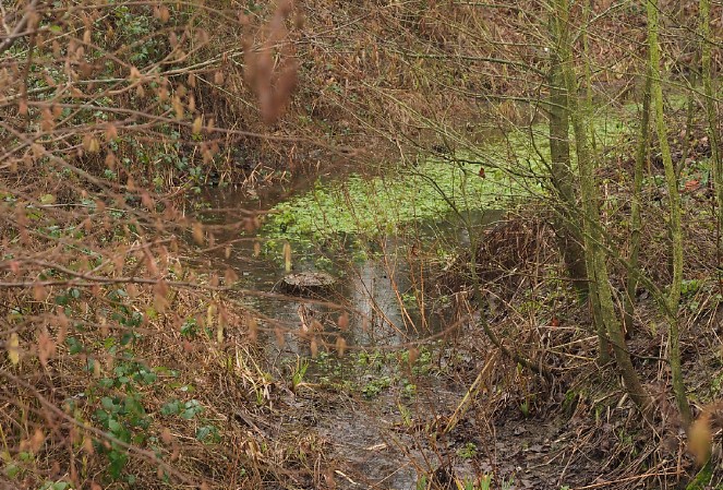pond
