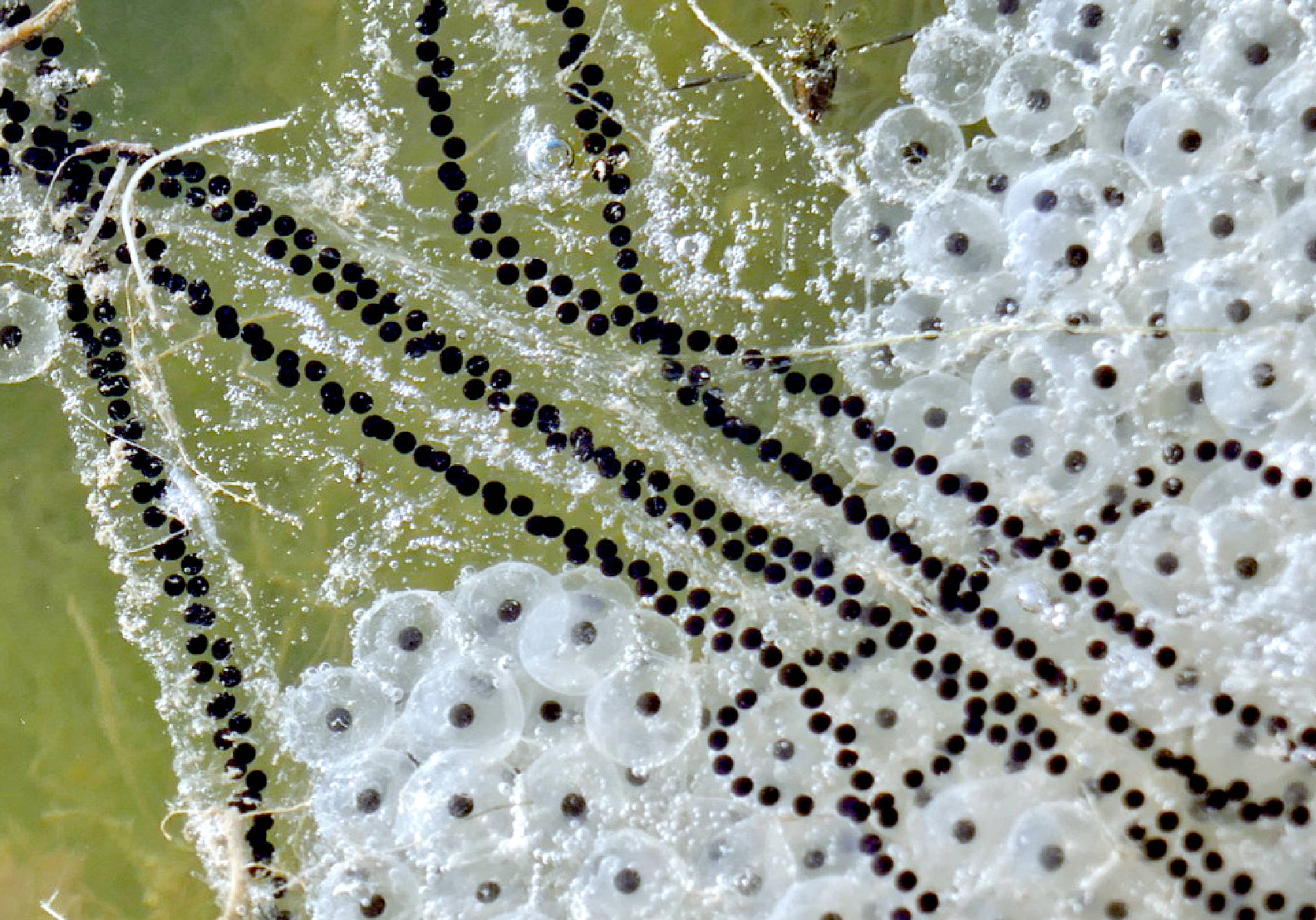 frog and toad spawn