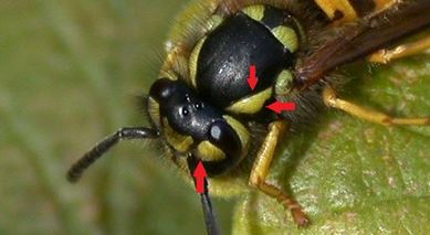 German wasp