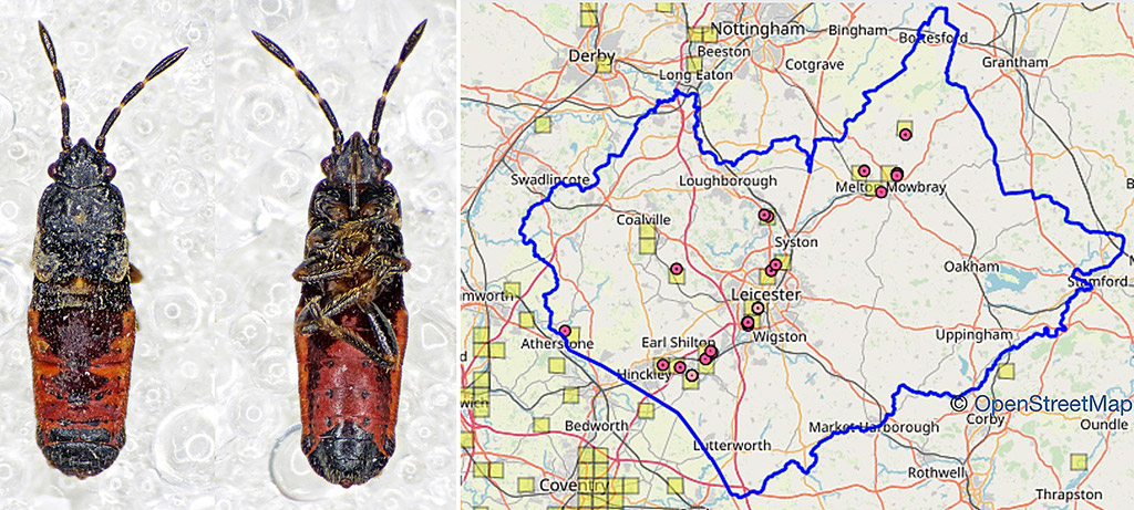 European Chinchbug nymph