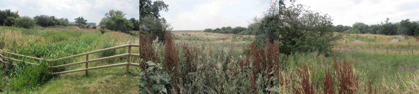Glenfield, Kirby Road Ponds