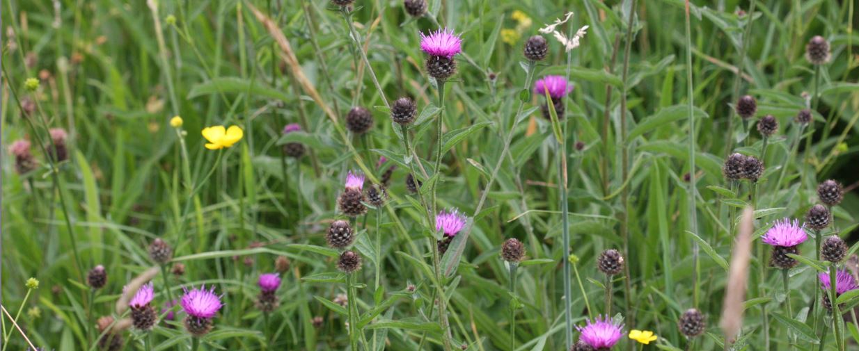 Merrys Meadows