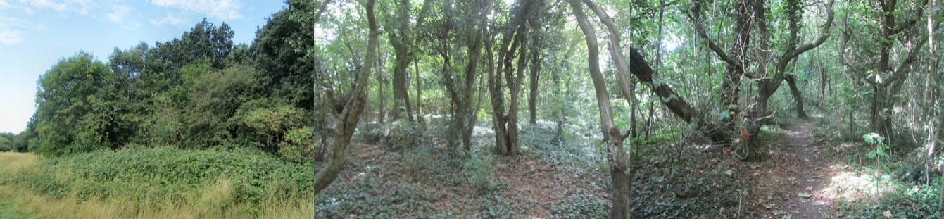 Glenfield, Peartree Green and Copse