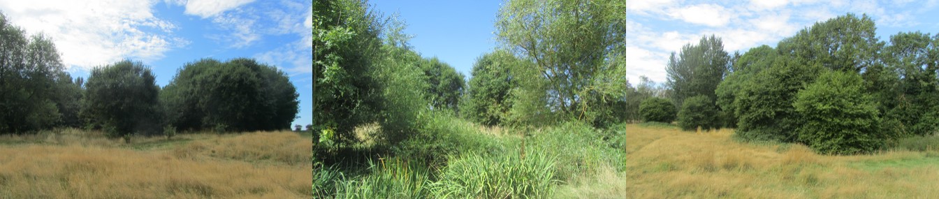 Glenfield, Pond Spinney