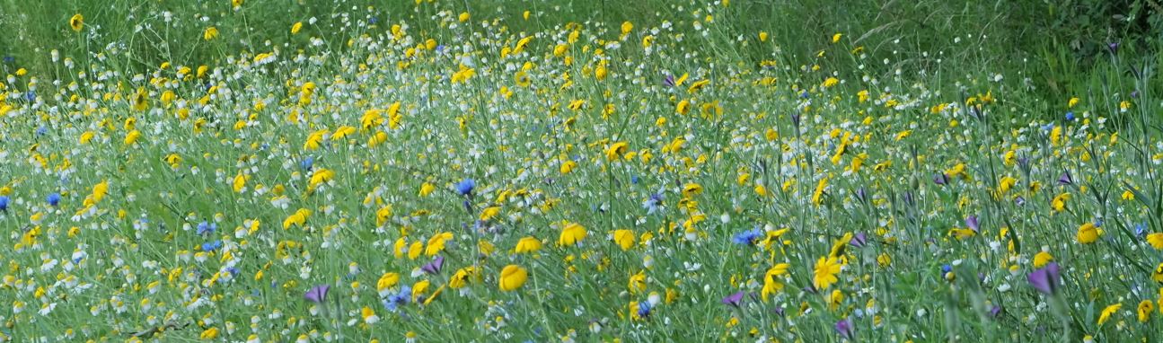 Rothley, Hallfields Lane Verge
