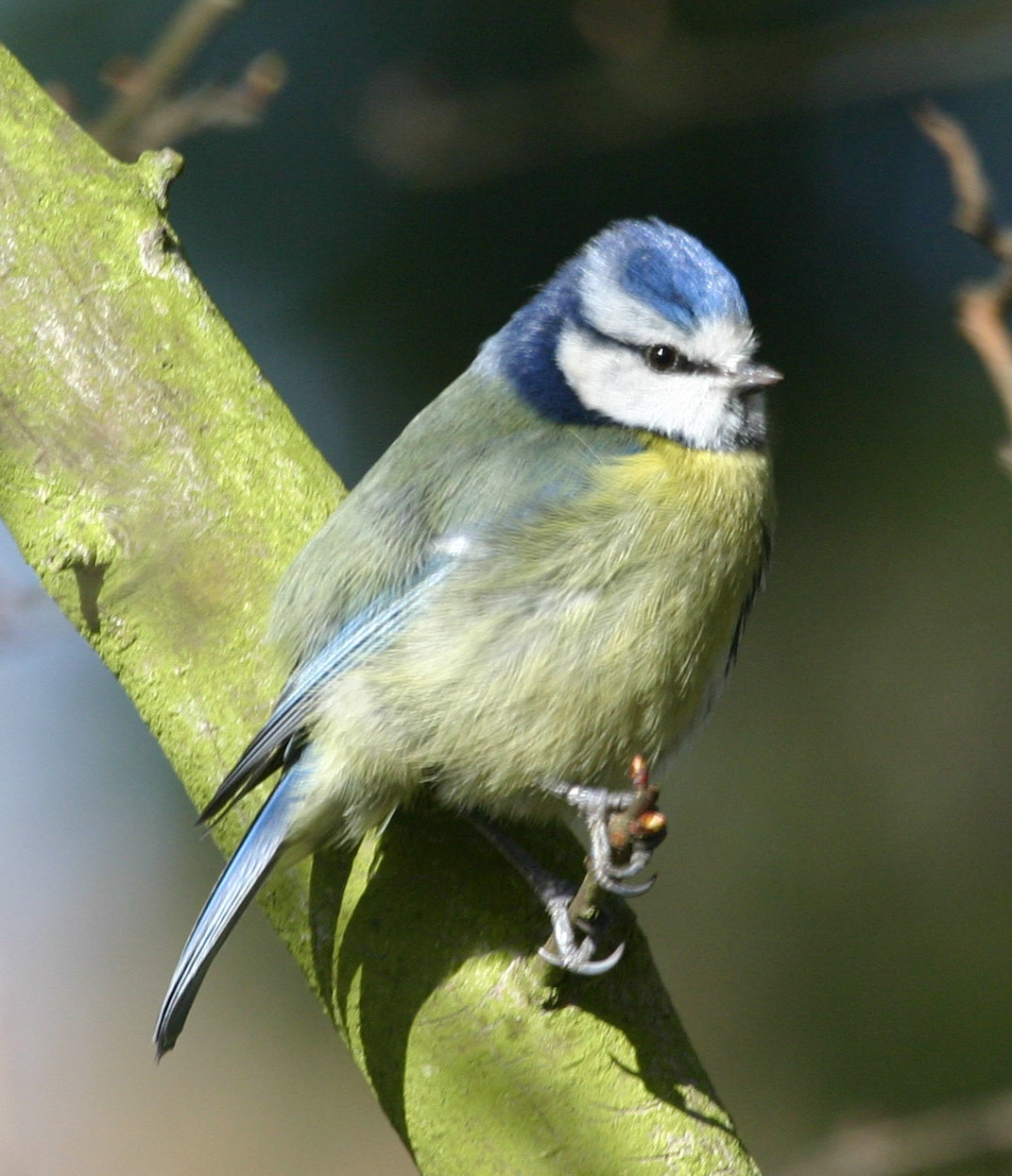Birds