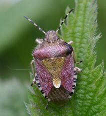 More species galleries