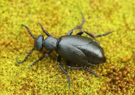 Beetles