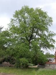 Trees