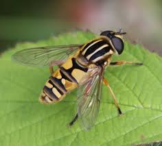 Hoverflies
