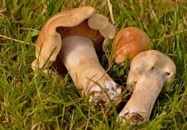 Fungi