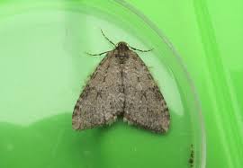 Moths