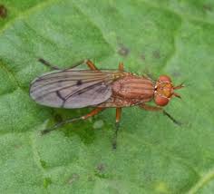 Flies