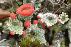 Lichens