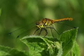 Dragonflies