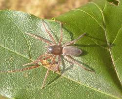 Spiders