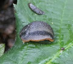 Slugs & Snails