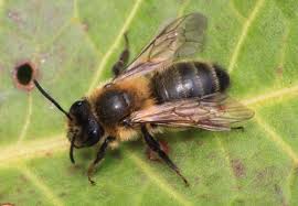 Bees, Wasps, Ants