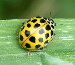 More species galleries