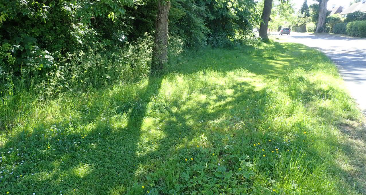 Stoughton Gaulby Lane verge