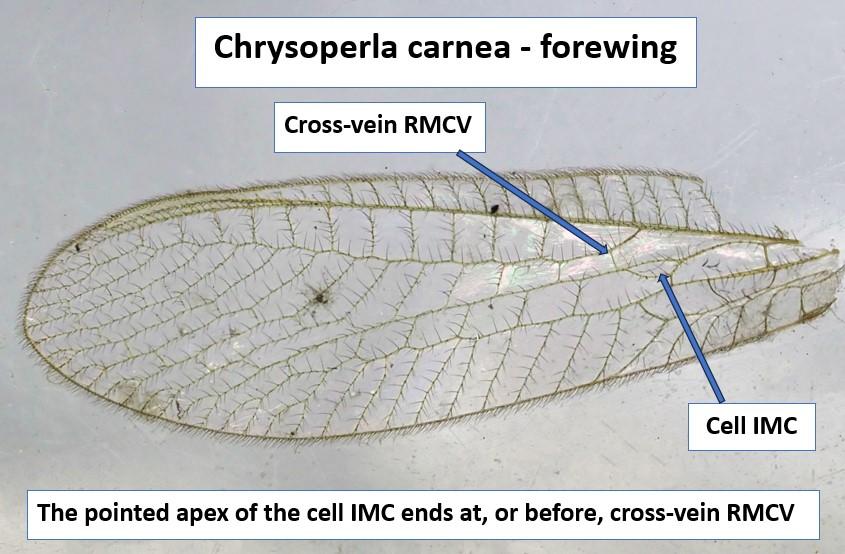 Chrysoperla carnea wing
