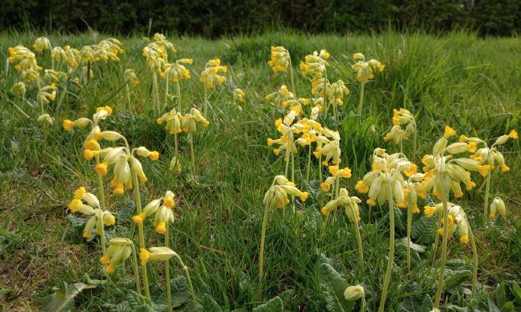 Cowslips