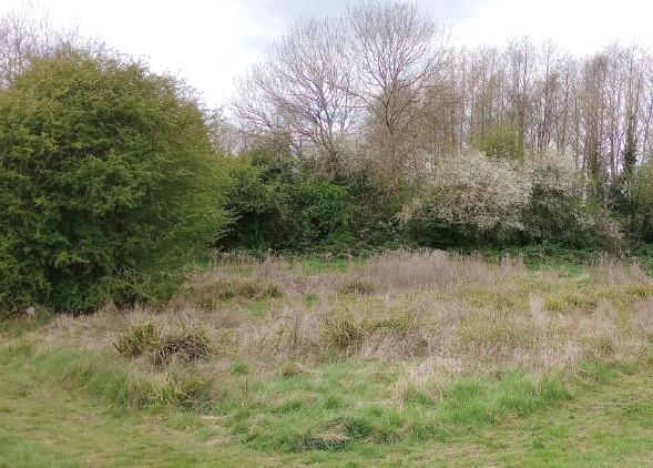 Brook Meadow